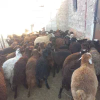 بره نر و ماده|حیوانات مزرعه|هریس, |دیوار