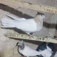 ماده کله زرد درشت