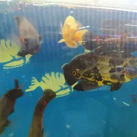 ماهی زینتی|ماهی|شیراز, بازار|دیوار