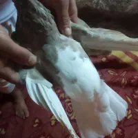 قهوه ای|پرنده|کارون, |دیوار