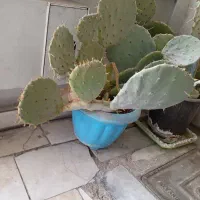 دو عدد گل کاکتوس