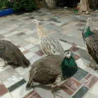 فروش‌4تا‌جوجه‌طاوس|پرنده|کاشمر, |دیوار