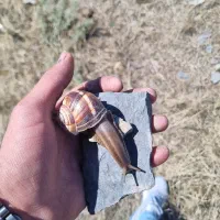 حلزون اسکارگو|خزنده|تبریز, |دیوار