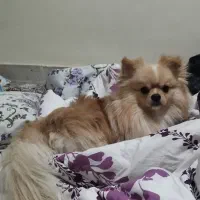 سگ پامر|سگ|تهران, کیانشهر|دیوار