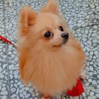 سگ پامر عروسکی سایز خیلی ریز