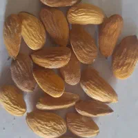 فروش بادام سنگی آبی|خوردنی و آشامیدنی|شیراز, دلگشا|دیوار
