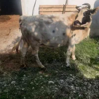 فروش ۲عدد گاو شیر کر|حیوانات مزرعه|نوشهر, |دیوار