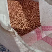 گندم صدرا بزری|خدمات باغبانی و درختکاری|روانسر, |دیوار