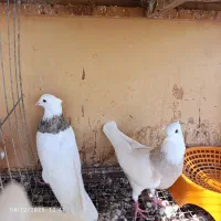 کبوتر طوقی|پرنده|بندر گناوه, |دیوار