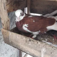 کبوتر پرشی|پرنده|چمستان, |دیوار