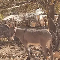 کره ماده فروشی