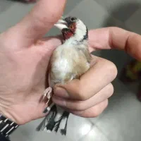 سهره نر رسمی