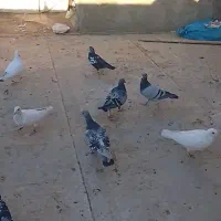 کبوتر جونه جوونه