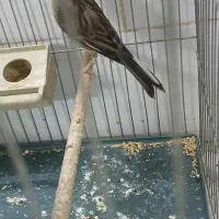 قناری ماده اماده