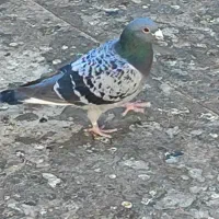 کبوتر|پرنده|شاهینشهر, شهرک پردیس|دیوار