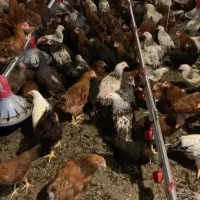 حراج جوجه شروه ایی کشتنی و کوچک (خواجه)