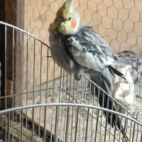 ۳تا طوطی عروس با قفس|پرنده|تهران, کرمان|دیوار