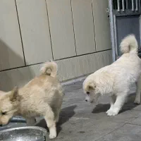 سگ ها هر دو فروشی دوتاش 4 تومن|سگ|سیرجان, |دیوار