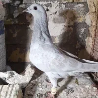 کفتر صید خودی جوجه