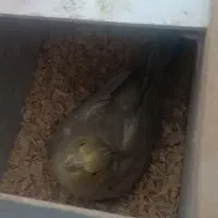 فروش یه جفت عروس هلندی نوجوان تازه به سن بلوغ رسید|پرنده|لاجان, |دیوار