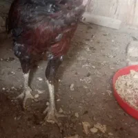 جوجه مرغ و خروس لاری|حیوانات مزرعه|تربت‌حیدریه, طالقانی|دیوار