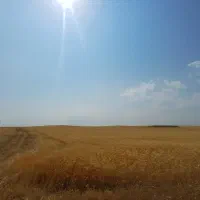 زمین ۱۲ هکتاری گندم دیم|فروش زمین و ملک کلنگی|حسین آباد, |دیوار