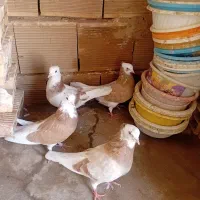 کبوتر نقش و زیبا|پرنده|تهران, بلوار کشاورز|دیوار