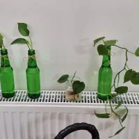 قلمه گل طبیعی