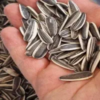 ۴۰۰کیلو تخمک آفتاب گردان خارجی درشت s400|عمده‌فروشی|شیراز, سعدیه جنوبی|دیوار