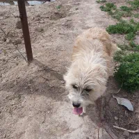 پاکوت بازی گوش