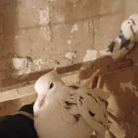 نرپشتار|پرنده|زالیان, |دیوار