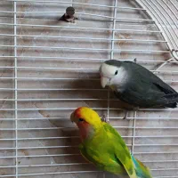 طوطی برزیلی و مرغ عشق|پرنده|رشت, هلال احمر|دیوار