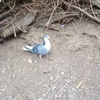 واز بومی و دستگردی