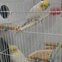 عروس هلندی مولد