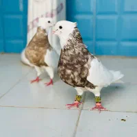 کبوتر طوقی کرمانشاهی