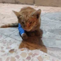 واگذاری گربه