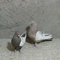 یک جفت کبوتر سینه|پرنده|خاوران, |دیوار