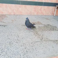 ابادانی