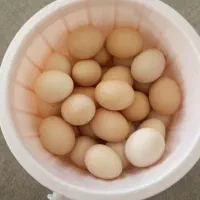 تخم مرغ محلی