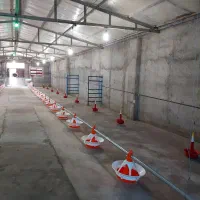 تجهیزات پرورش (بوقلمون)|لوازم جانبی حیوانات|میانه, |دیوار