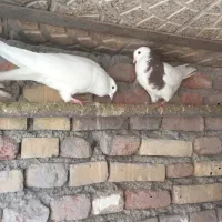 کلفه|پرنده|اردبیل, |دیوار