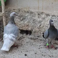 خط سفید درجه 1