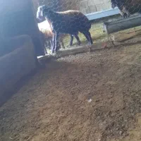 بره افشار نر