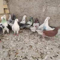 کفتر غریب گیری