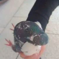 کبوتر سینه ای معاوضه با افغان نر