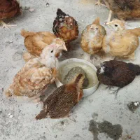 جوجه پاپر و محلی|حیوانات مزرعه|بهشهر, |دیوار