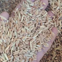 گندم مادری همراه جو|عمده‌فروشی|رامشیر, |دیوار