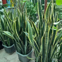 گل و گیاه|خدمات باغبانی و درختکاری|شهریار, شهریار|دیوار