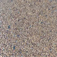 یونجه نیک شهری|گل و گیاه طبیعی|بهبهان, |دیوار