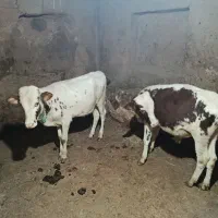 گوساله نر سیمینتال|حیوانات مزرعه|کلاترزان, |دیوار